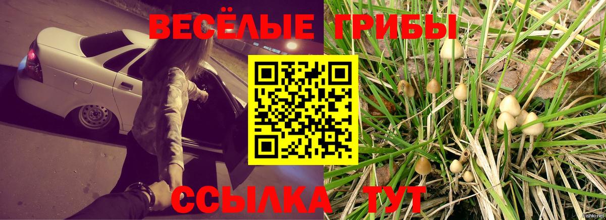 Псилоцибиновые грибы Psilocybe Фрязино